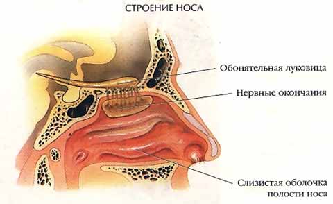 слизистая оболочка носа фото